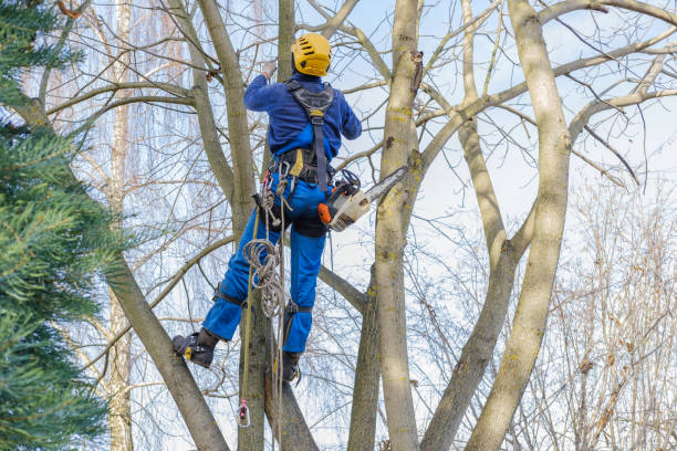 Professional Tree Care in Brecksville, OH